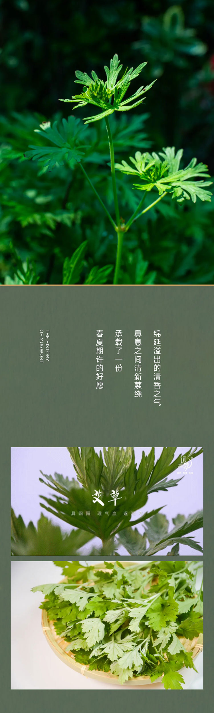 端午艾、艾草这么用有新发现